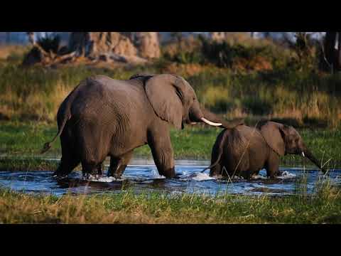 Discover Xigera Safari Lodge, Botswana
