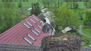 Zwei Küken Im Horst - Nabu-Storchenschmiede Linum