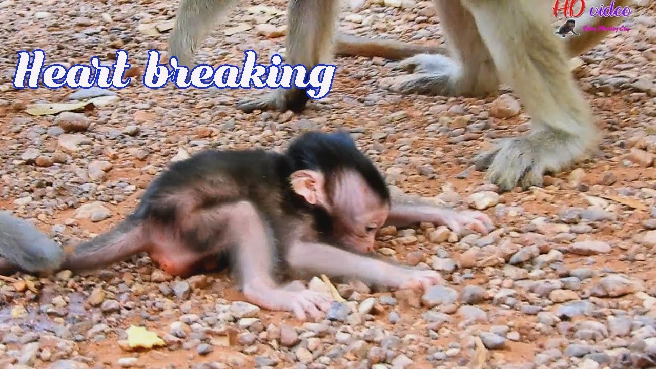 P1-Heartbreaking newborn monkey Toni video|Poor Toni cry cry shaking voice cuz mom leave her alone
