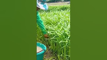 Land spinach harvesting skills #farming #shorts