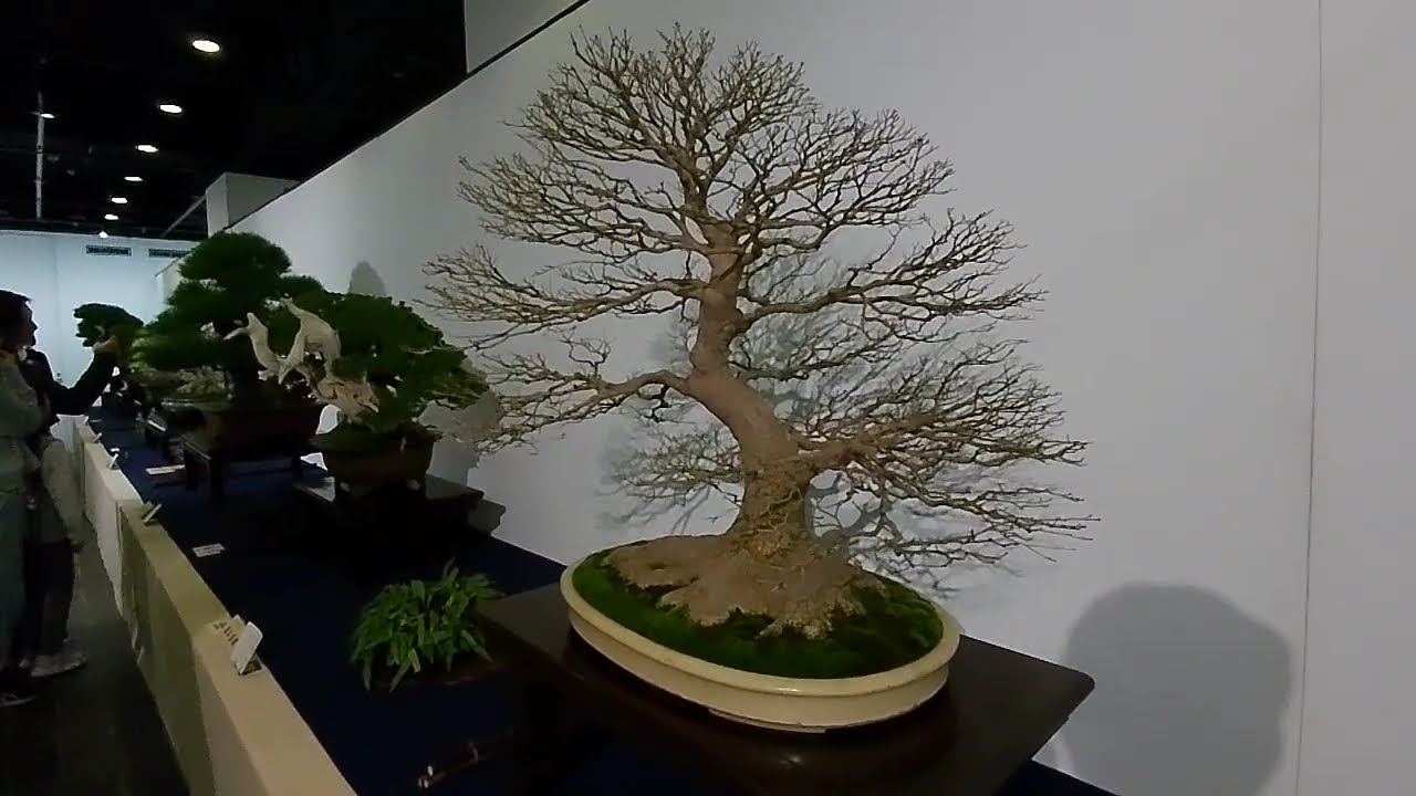 ＢＯＮＳＡＩ　国風盆栽展　第１００回