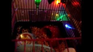 Kitten Pees In Hamster Cage