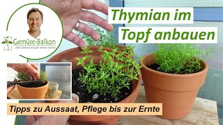 Thymian 🌿 auf dem Balkon anbauen: Aussaat 🌱 und Pflege bis zur Ernte