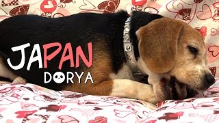 JAPAN ● VLOG 005: Viel Regen & ein bisschen Dog Cafe