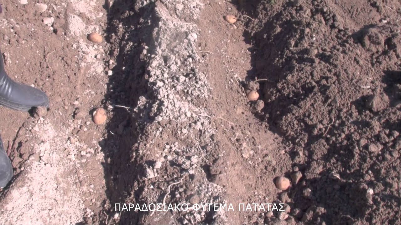 ΠΑΡΑΔΟΣΙΑΚΟ ΦΥΤΕΜΑ ΠΑΤΑΤΑΣ ΣΤΑ ΠΑΤΑΤΟΧΩΡΑΦΑ ΤΗΣ ΚΑΡΥΑΣ 20 2 2015