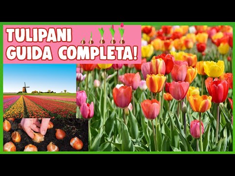 Video: Istruzioni per l'irrigazione dei tulipani - Scopri le esigenze di irrigazione dei tulipani