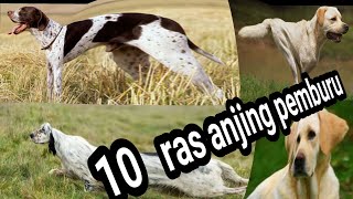 10 RAS ANJING PEMBURU