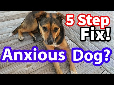 Video: 5 sätt att bygga förtroende i shy hundar
