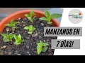 GERMINAR MANZANAS EN 7 DÍAS!! Manzanos desde semillas en casa | Jardín Viviente