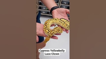 Best Ball Python of 2022 Contender - does it deserve a spot?