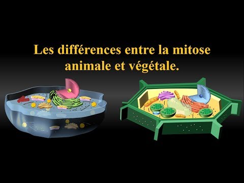 Vidéo: Différence Entre La Télophase Et La Cytokinèse