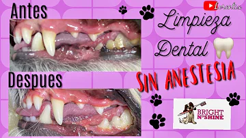 ¿Se pueden limpiar los dientes de un perro sin anestesiarlo?