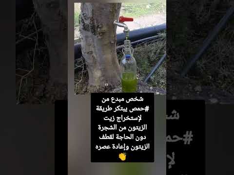 شخص مبدع من حمص يبتكر طريقة لإستخراج زيت الزيتون من الشجرة دون الحاجة لقطف الزيتون وإعادة عصره 