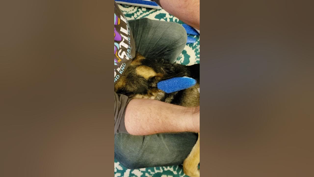How to tape up a dogs ears YouTube