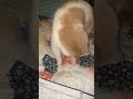 Play time with PeePoo