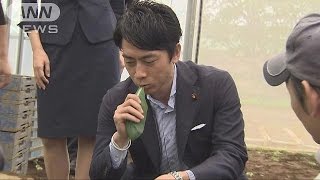 小泉進次郎氏が（株式会社）大規模農場を視察(16/09/24)