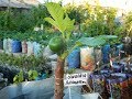 Привитые саженцы инжира. Сезон 2017 (Grafted fig seedlings. Season 2017)