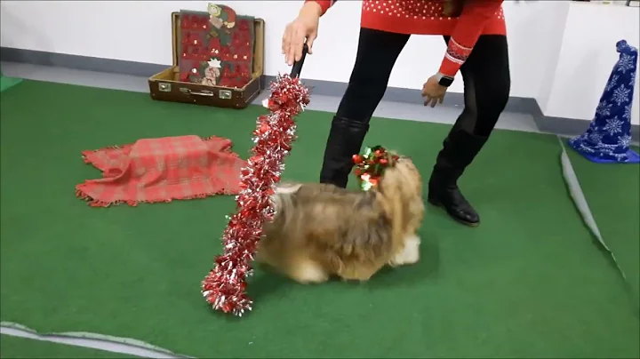 Ruby 2022 Kaldos. Smart dog Christmas tricks