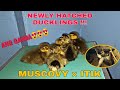 CROSSES NG MUSCOVY DUCKS AT ITIK | NEWLY HATCHED DUCKLINGS | PAT&#39;S BACKYARD