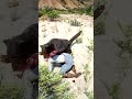 v258 Simulate Survival skills #Shorts