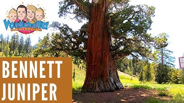Bennett Juniper Tree California