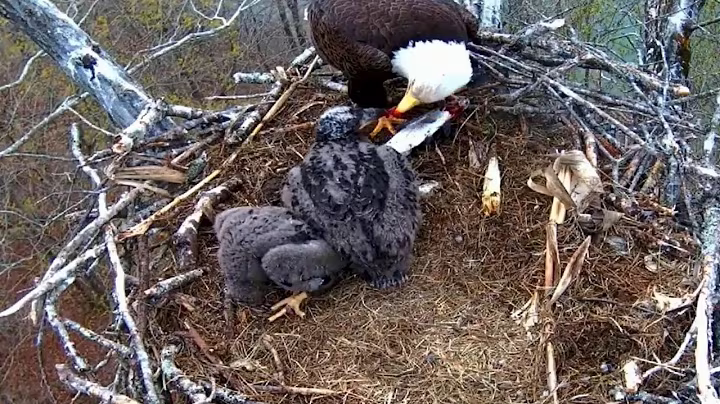 Ep#157 #baldeagle | Review mother bird brings food to feed her chicks | bird nest with nature life