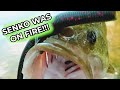 Crushing Largemouth Bass On Finesse Baits I Senko & Swimbait Deadly Combo!!