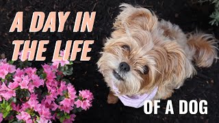 A Day in the Life (Dog Edition)  Peppi the Shih Tzu / Yorkie mix