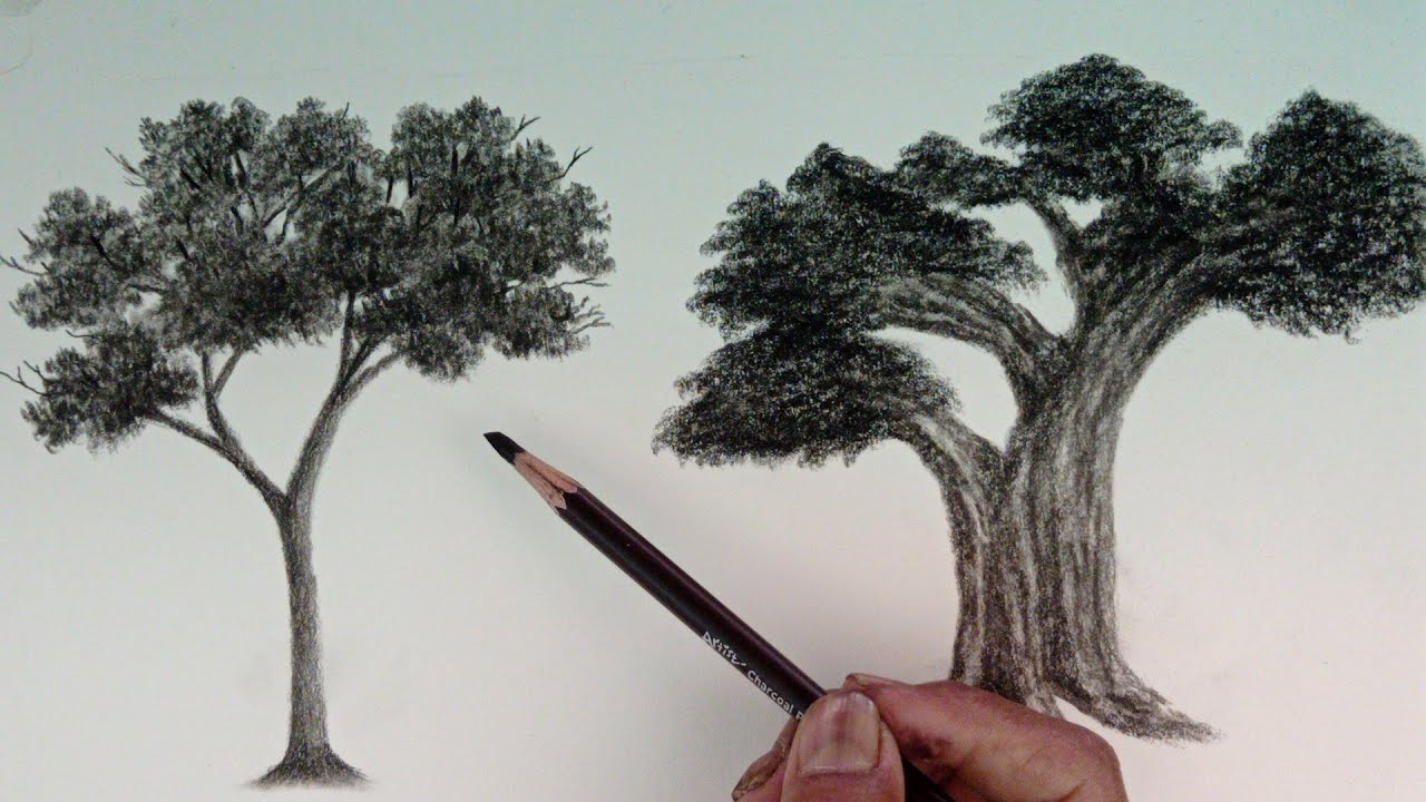 How to draw trees by charcoal pencil easy ways // sketching for ...