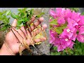 How to grow bougainvillea from cuttings using sand  bougainvillea propagation from cuttings