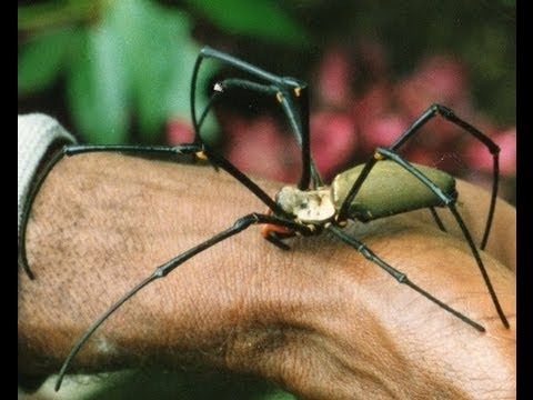 Video: Die Zauberer Haben Die Parlamentswahlen In Papua - Neuguinea - Alternative Ansicht