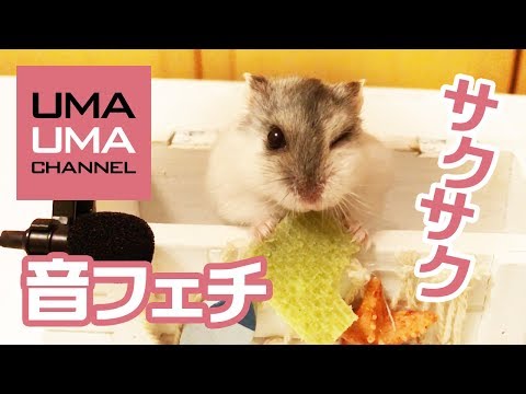 ASMR★ハムスターのやみつき咀嚼音【うまる#15】A hamster eating sound (ASMR)