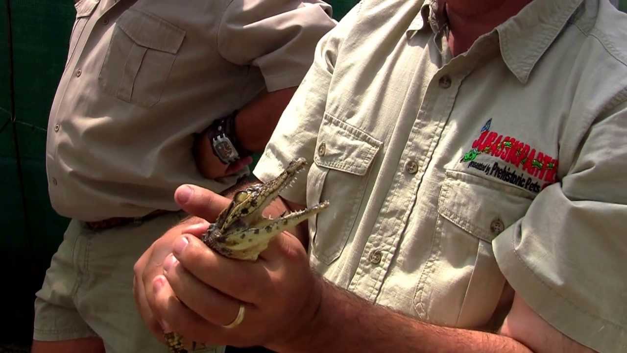 crocodiles diet African Croc Beats Jay with the Ugly Stick