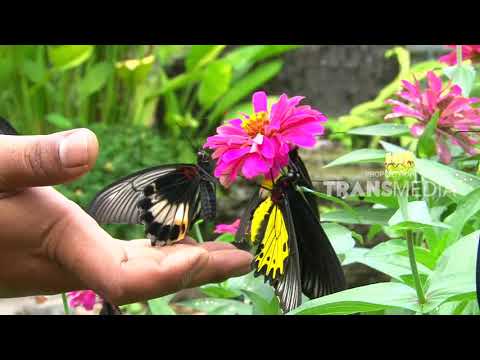 Video: Hewan apa kupu-kupu?