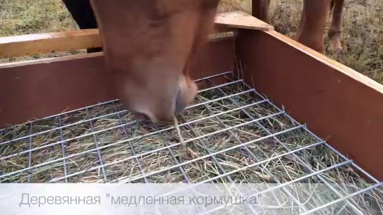Деревянная медленная кормушка в действии. Компания "Harmonix".