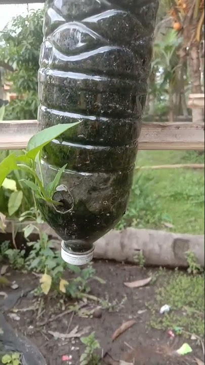 Menanam cabe pakai botol bekas#shorts