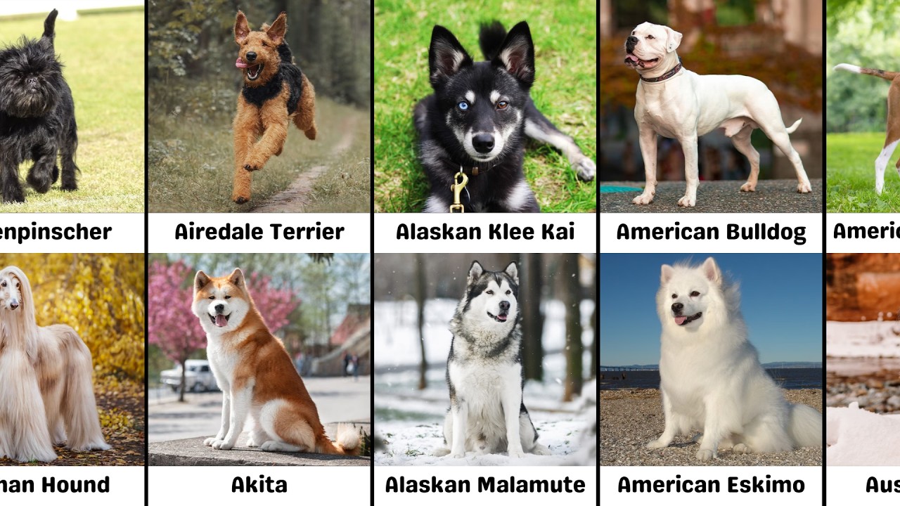 All Dog Breeds and What They Look Like (2026 Update)