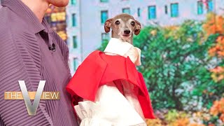 Internet Sensation Tika the Iggy and her Owner Thomas Shapiro Discuss New Book | The View