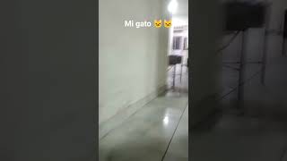 cono mira mi gato