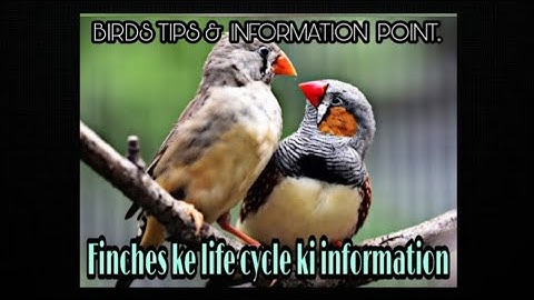 Finch sparrow life cycle and breeding cycle full information in URDU/HINDI