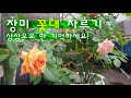 장미 꽃대 자르는 방법. 삼삼오오만 기억하세요!(음악소리 수정본)