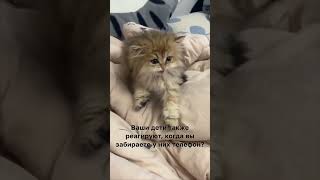 Не можете забрать у ребенка телефон? #гаджетозависимость #психология #психотерапия