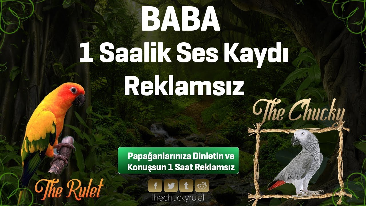 BABA PAPAĞANLAR İÇİN SES KAYDI 1 SAAT REKLAMSIZ PAPAĞANLARIMIZ KONUŞSUN
