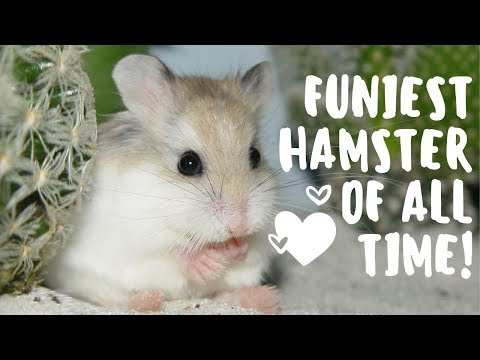 funny-hamster-videos-|-cute-hamsters-doing-funny-things!!!-epic-fail-compilation-2019