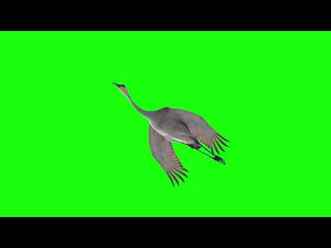 Free Download Bird Flying Green Screen Video #07