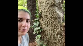 Celtis laevigata (southern hackberry)
