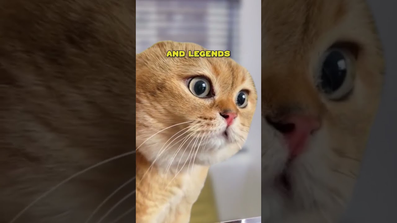 Thoughts To Snap Your Mind In Half PART 11 CAT VERSION Ryanhdlombard Shorts