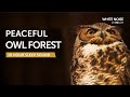 Peaceful owl forest sleep sound  10 hours  black screen