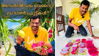 അമ്പതിൽ പരം വെറൈറ്റി ഡ്രാഗൺ ഫ്രൂട്ടുകൾ പരീക്ഷിച്ച് വിജയിച്ച കർഷകൻ | Dragon fruit varietis