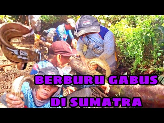SPOT NGURAS IKAN BELUM TERJAMAH IKAN GABUSNYA SEBESAR BESAR GULING
